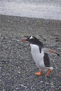 The Penguin Strut Journal