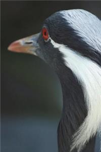 Demoiselle Crane Journal