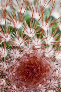 Journal Cactus Close Up Photo