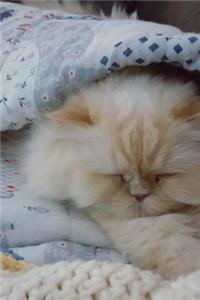 Napping Cream Colored Persian Cat Pet Journal