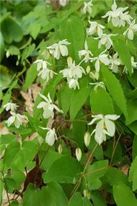 2020 Daily Planner Springtime Greens 388 Pages