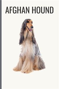 Afghan Hound