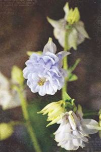 Purple Columbine
