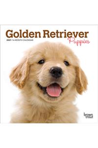 Golden Retriever Puppies 2021 Mini 7x7