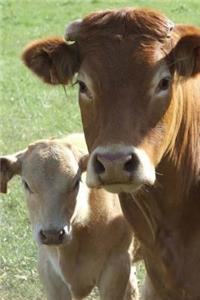 Cows Notebook