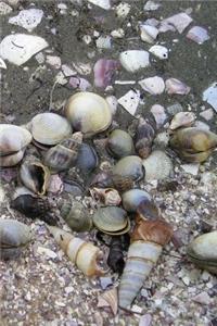 Mussels Notebook