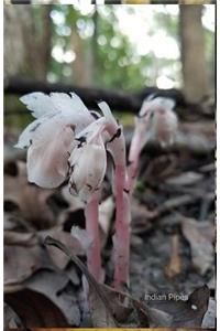 Indian Pipes