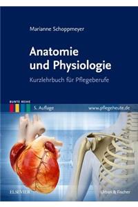 Anatomie Und Physiologie