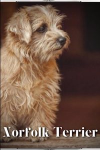 Norfolk Terrier