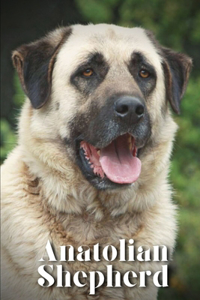 Anatolian Shepherd