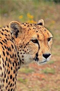 Cheetah Portrait Journal