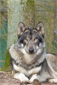Magnificent Wolf in the Wild Animal Journal