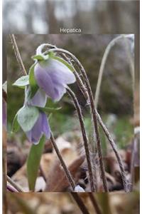 Hepatica