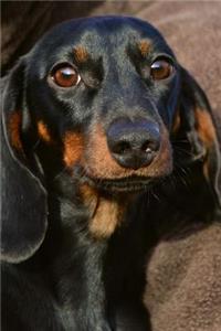 Cute Little Dachshund Dog Journal