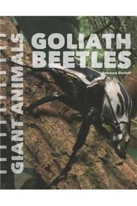 Goliath Beetles