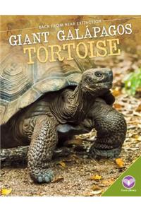 Giant Galápagos Tortoise