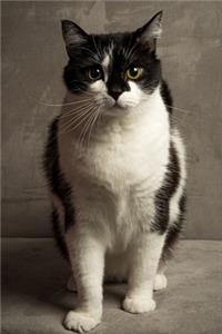 The Cautious Cat Journal
