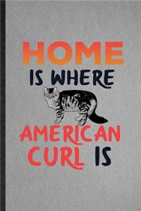 Home Is Where American Curl Is