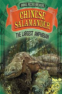 Chinese Salamander: The Largest Amphibian