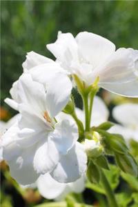 Stunning White Geranium Flower Blossom Journal
