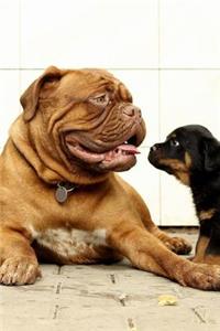 Dogs