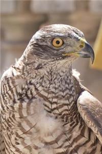 A Curious Falcon Bird of Prey Journal