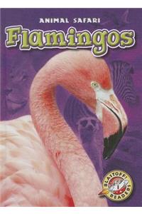 Flamingos