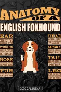 Anatomy Of A English Foxhound