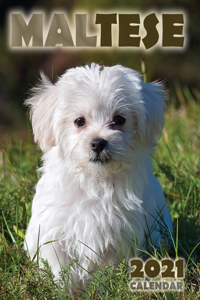 Maltese 2021 Calendar