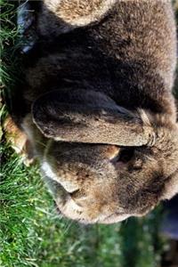 Fluffy Little Flop Eared Bunny in the Grass Journal
