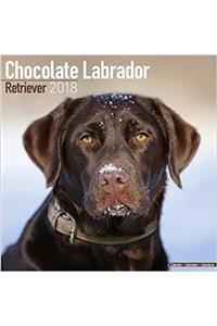 Chocolate Labrador Retriever Calendar 2018 (Square)
