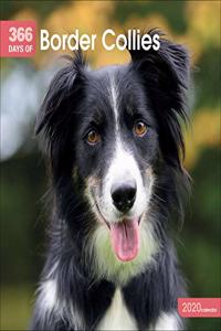 BORDER COLLIES 365 DAYS W 2020