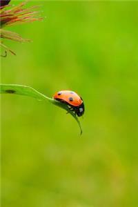 Ladybug at the End of the Leaf Journal