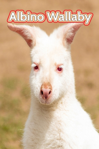 Albino Wallaby