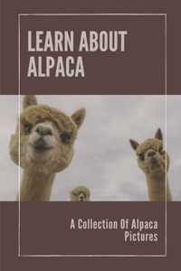 Learn About Alpaca