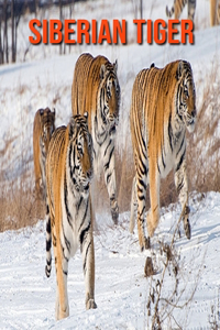 Siberian Tiger