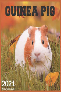 guinea pig
