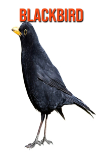 Blackbird