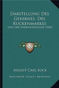 Darstellung Des Gehirnes, Des Ruckenmarkes