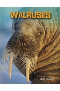 Walruses