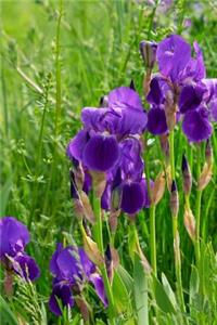 Purple Iris Flowers Blooming in the Grass Journal