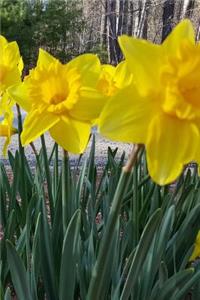 2019 Weekly Planner Daffodils Spring Flowers 134 Pages