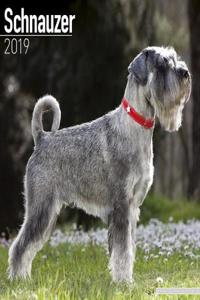 Schnauzer Calendar 2019