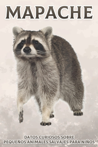 Mapache