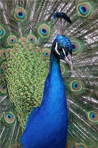 Stunning Peacock Portrait Journal