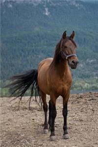 A Chestnut Brown Horse Portrait Journal