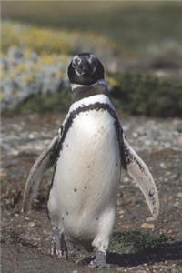 Say Hello to the Magellanic Penguin Journal