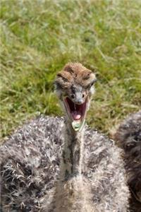Skeptical Baby Ostrich Bird Journal