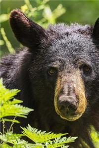 Cool Adult Black Bear Wildlife Journal