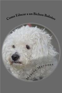 Como Educar a un Bichon Bolones
